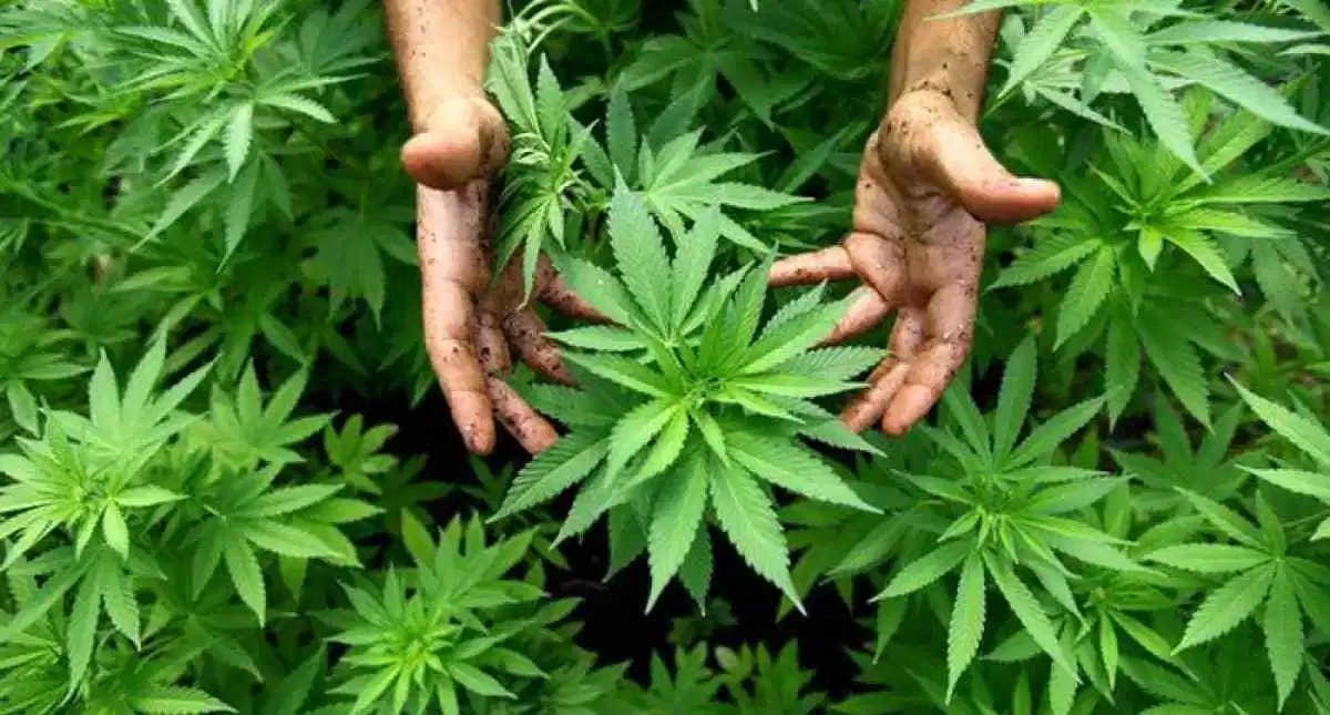 The «Marijuana Fever» in Mexico